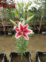 [4364 Special News GA No01.JPG]